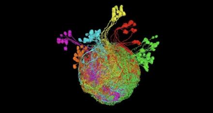 Premotor Neurons Controlling the Fruit Fly Leg. Second Place Photo Winner 2023. Reconstruction of premotor neurons from a serial-section electron microscopy dataset of the Drosophila Female Adult Nerve Cord.