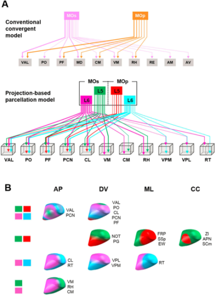 A summary of how the 3D topographical projection map has updated the wiring diagram of connections from motor cortical areas to thalamic nuclei, moving the field from the conventional simple algorithmic convergent model to identification of nuclei by projection-based parcellation patterns.