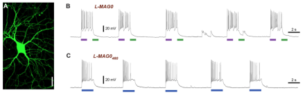 (A) LiGluR-GFP expression in a cultured hippocampal neuron visualized with confocal imaging. (B) One variant of LiGluR, L-MAGo, allows for optical depolarization in a bistable fashion: 375 nm light (violet bar) depolarizes the cells, which results in an increase in action potential firing, while illumination with 480 nm light (green bar) readily reverses the effect. (C) Another variant, L-MAGo460, allows optical control of neuronal firing with light of a single wavelength, 460 nm (blue bar).