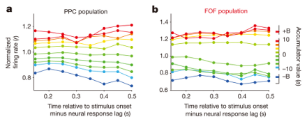 These graphs show the relationship between PPC or FOF neural activity and accumulated auditory evidence, aligned to the stimulus onset minus the neural response lag. Colors represent the weight of accumulated evidence, and each vertical slice corresponds to a tuning curve for n = 93 neurons (a) or n = 128 neurons (b). For the PPC, the map of evidence accumulation leading to a response is graded and relatively stable over time.