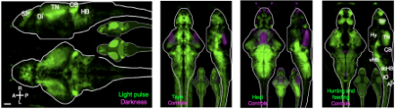 Whole-brain activity maps derived from immunohistochemical stains of enzymatic activity related to the firing of neurons for visual, tapping, and heat stimuli, as well as for hunting and feeding behaviors. DOI:10.1038/NMETH.3581