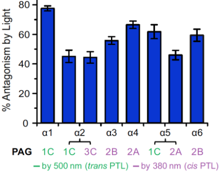 Figure 1. GABAA isomers with different alpha (α) subunits are activated (leading to antagonism, or inhibition, of neural activity) by light at a wavelength of either 500 nm (green) or 380 nm (magenta). Two of the isoforms (α2 and α5) could be toggled between states where they were activated by either wavelength. DOI: 10.1016/j.neuron.2015.10.026.