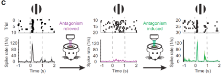 Figure 2. LiGABAR control of in vivo visual responses in the cerebral cortex of mice. A visual stimulus (black and white grating) turned on at time 0 s produces neural activity that peaks sharply (left) due to inhibitory synaptic transmission that kicks in just after the initial excitatory response induced by the stimulus onset.