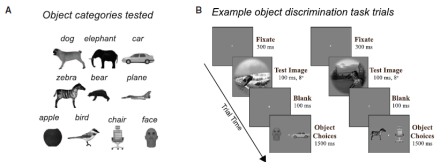 Investigating object discrimination in macaque monkeys.