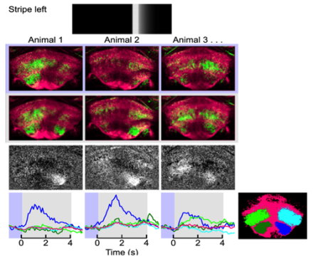 Calcium responses—indicative of neuronal activity—in the brain area called the fan body for single trials from three different animals