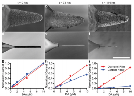 Dopamine sensitivity of the carbon fiber electrode versus the diamond-based electrode over time. Pictures in panels (a-c) represent scanning electron microscope (SEM) images of diamond-based electrode tips at time 0, 72 hours continuous use, and 144 hours continuous use. Pictures in panels (d-f) represent SEM images of carbon fiber electrode tips at the same times. Panels (g-h) show the calibration curves of diamond-based and carbon fiber electrode detection of dopamine.