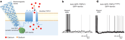 Electromagnetic (EM) waves can be used to manipulate the TRPV1 ion channel to modulate neural activity. A) Schematic of “radiogenetics” system showing EM waves tugging on nanoparticles attached to a modified TRPV1 channel to induce the channel to open, permitting the flow of ions.