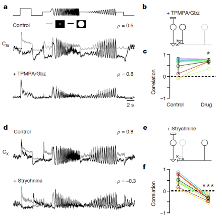 Euler brain waves