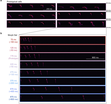 A stimulus library of prototypical and morphed pup calls.