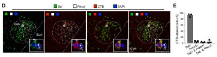 Characterization of CeA-to-GPe projections.