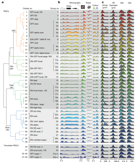A machine-learning algorithm helped scientists classify 11,000 retinal ganglion cells in to 49 unique functional types based on their responses–measured with 2-photon calcium imaging–to a variety of stimuli that included “chirping” or flashing full-field screens, moving bars, and full-field screens of different colors.