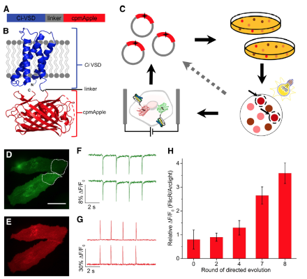 The directed evolution of a new fast and bright red fluorescent proetin voltage indicator called FlicR1. A, B) FlicR1 is a chimera of the red fluorescent protein cpmApple and the voltage-sensing domain from phosphatse found in the sea squirt Cionas intestinalis. C) Colonies of E. coli bacteria, expressing variants of FlicR1, were exposed to yellow light. Colonies with bright red fluorescence were picked and screened for voltage sensitivity in mammalian cells.