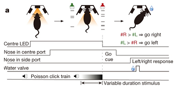 Subjects hear simultaneously presented trains of randomly timed clicks, one train coming from a speaker to their left, the other from a speaker to their right. At the end of the trains, the subjects have to decide which side played the greater total number of clicks.