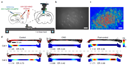 CA1-projecting subiculum neurons