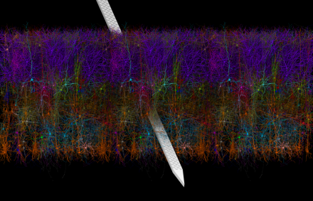 Microscopic image of mouse nerons with metal probe - Second Place Photo Winner 2021