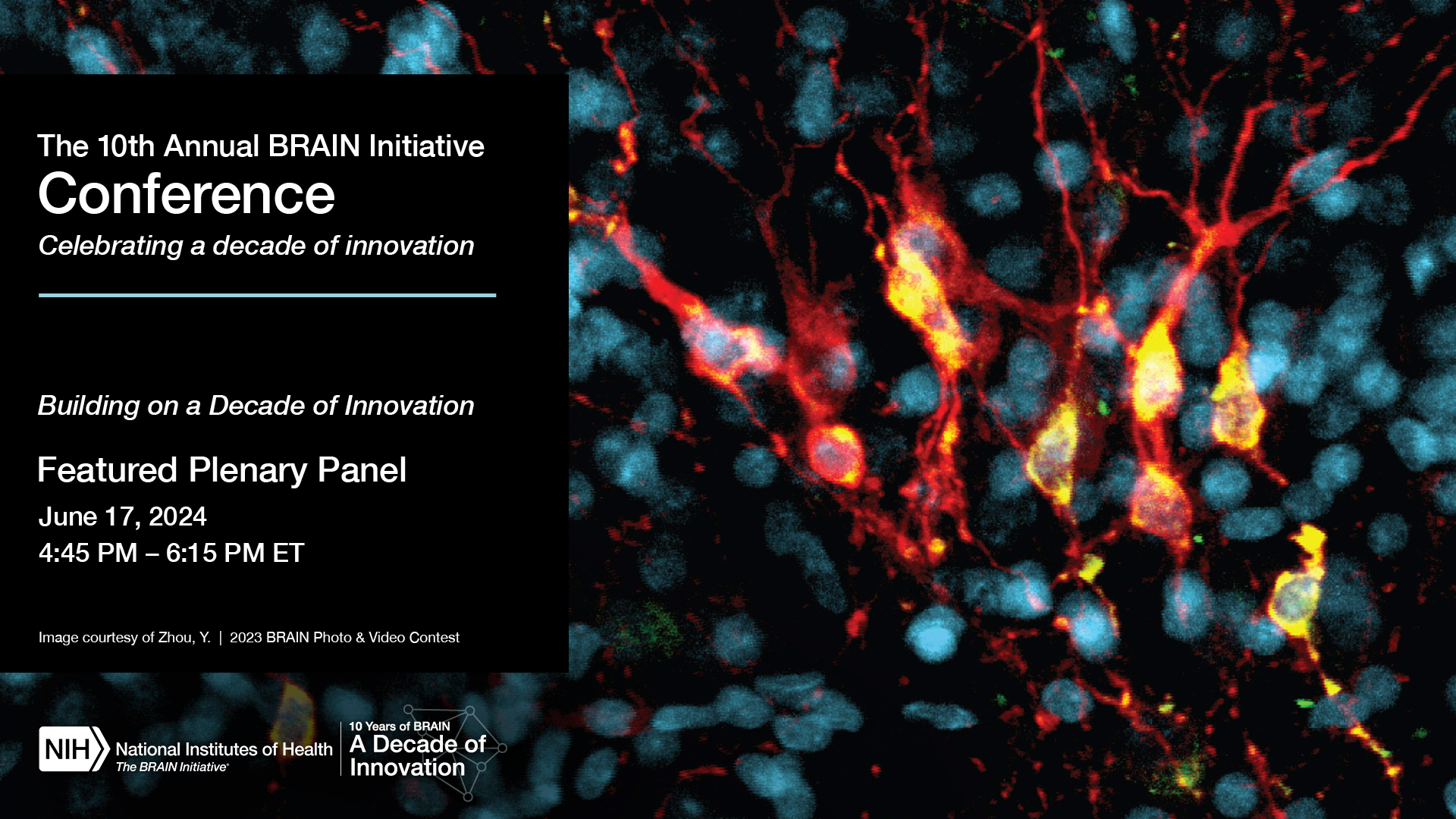 Join us for the hybrid 10th Annual BRAIN Initiative Conference, Celebrating a decade of innovation. Building on a Decade of Innovation featured plenary panel session on June 17, 2024 at 4:45 to 6:15 pm EDT. An image of newly produced granule neurons in yellow. Image courtesy of Zhou Y., from the 2023 BRAIN Photo and Video Contest.