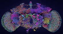 An image depicting neurons in the fruit fly brain