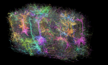 colorful image of a small group of brain cells in the mouse brain