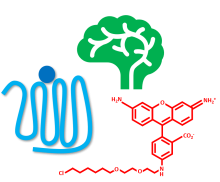 <img typeof="foaf:Image" class="img-responsive" src="https://braininitiative.nih.gov/sites/default/files/news_events/chemogenic_workshop_doug_kim.png" width="861" height="712" alt="" />